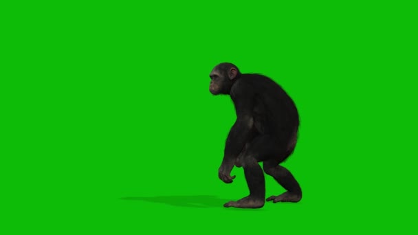 Big Monkey Greenscreen Video — Stock video