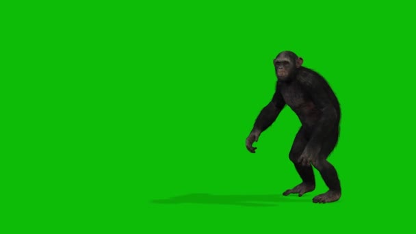 원숭이그린 스크린 비디오 — 비디오