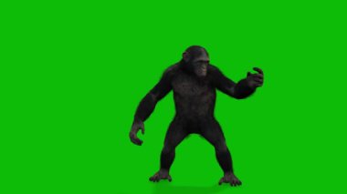 Büyük Maymun yeşil ekran video