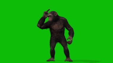 Büyük Maymun yeşil ekran video