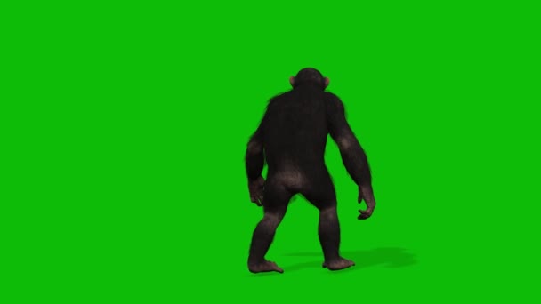 Μεγάλο Monkey Πράσινο Βίντεο Οθόνη — Αρχείο Βίντεο