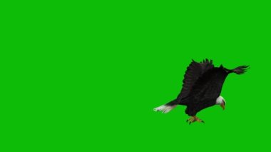 Kartal yeşil ekran 4K video
