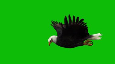 Kartal yeşil ekran 4K video