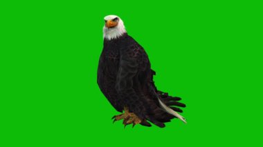 Kartal yeşil ekran 4K video