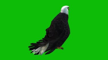 Kartal yeşil ekran 4K video