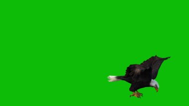 Kartal yeşil ekran 4K video