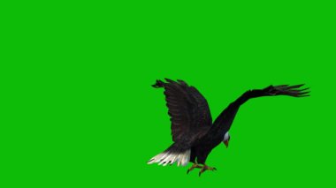 Kartal yeşil ekran 4K video