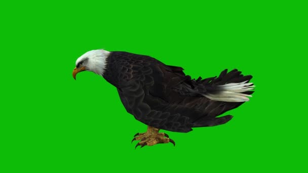 Eagle Greenscreen Video — Stock Video