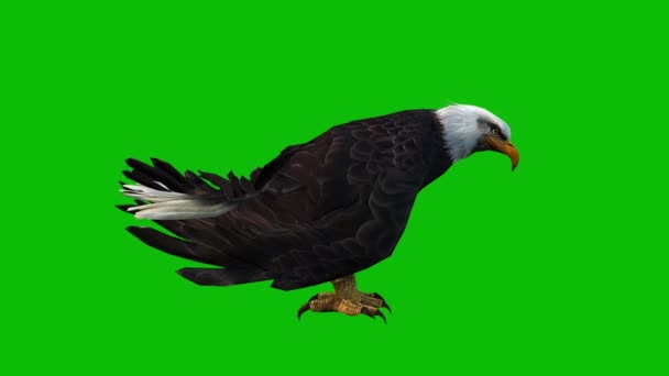 Eagle Greenscreen Video — Stock Video