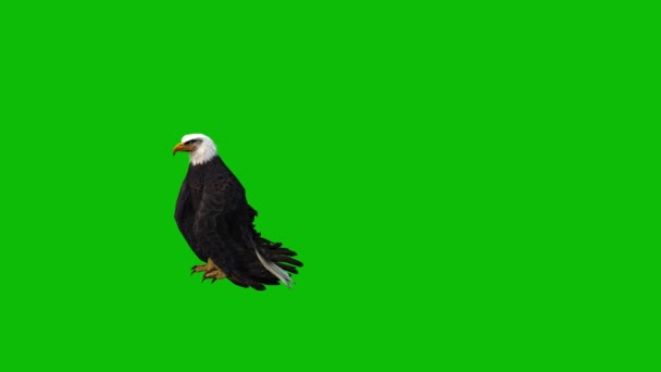 Eagle Zielony Ekran Wideo — Wideo stockowe