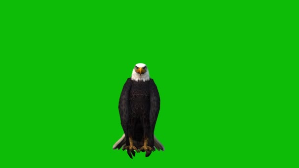 Águila Verde Pantalla Video — Vídeos de Stock