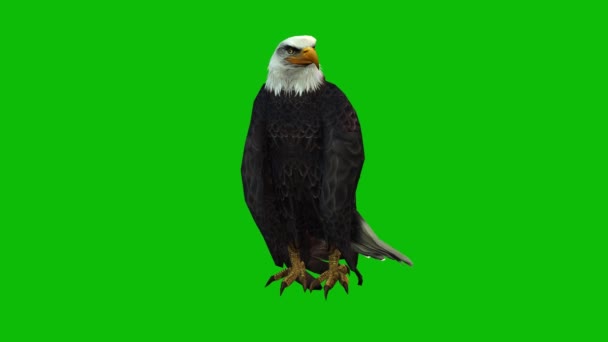 Eagle Ecran Verde Video — Videoclip de stoc