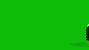 Leopar yeşil ekran video 4 K