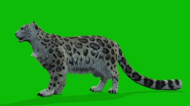 Leopar yeşil ekran video 4 K