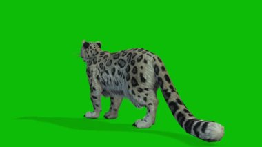 Leopar yeşil ekran video 4 K