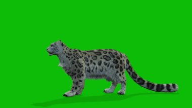 Leopar yeşil ekran video 4 K