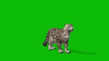 Leopar yeşil ekran video 4 K