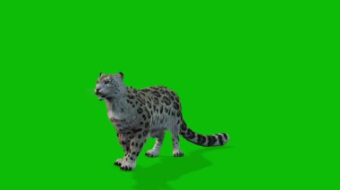Leopar yeşil ekran video 4 K