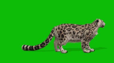 Leopar yeşil ekran video 4 K