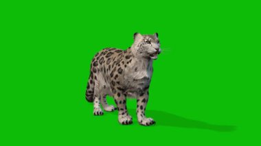 Leopar yeşil ekran video 4 K