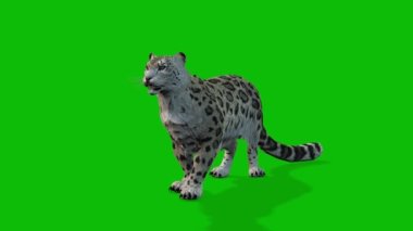 Leopar yeşil ekran video 4 K