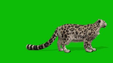 Leopar yeşil ekran video 4 K