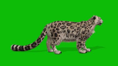 Leopar yeşil ekran video 4 K