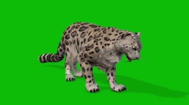 Leopar yeşil ekran video 4 K