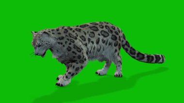 Leopar yeşil ekran video 4 K
