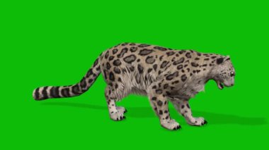 Leopar yeşil ekran video 4 K