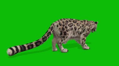 Leopar yeşil ekran video 4 K