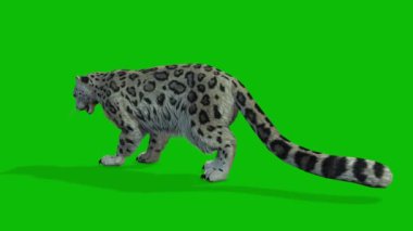 Leopar yeşil ekran video 4 K