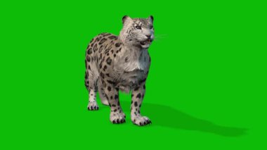 Leopar yeşil ekran video 4 K
