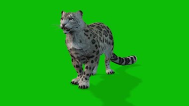 Leopar yeşil ekran video 4 K
