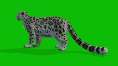 Leopar yeşil ekran video 4 K