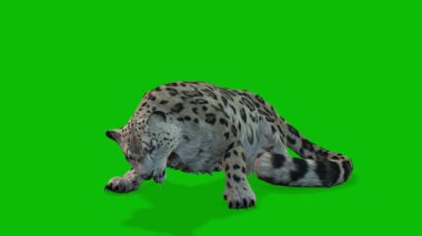 Leopar yeşil ekran video 4 K