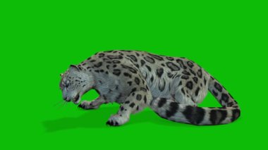 Leopar yeşil ekran video 4 K