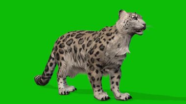 Leopar yeşil ekran video 4 K