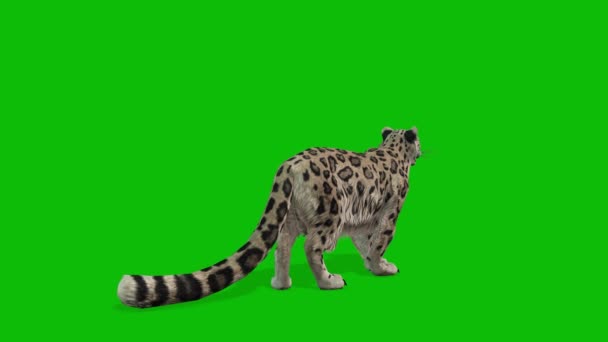 Leopard Greenscreenビデオ4 — ストック動画