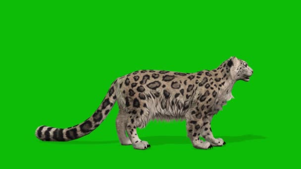 Leopardgrön Skärm Video — Stockvideo