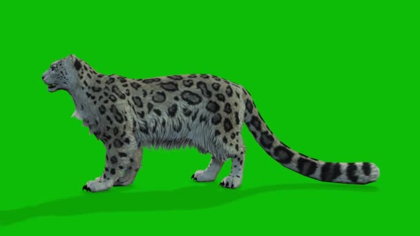 Vídeo Pantalla Verde Leopardo — Vídeos de Stock