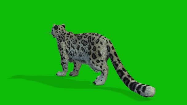 Leopardo Greenscreen Vídeo — Vídeo de Stock