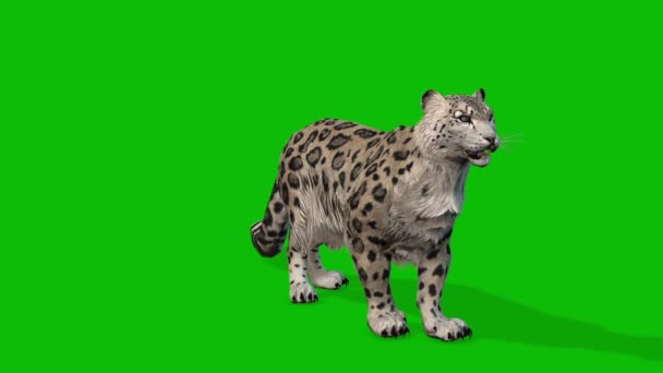 Βιντεοκάμερα Leopard — Αρχείο Βίντεο