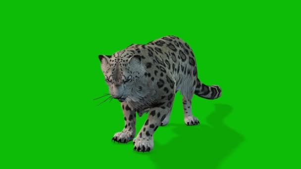 Leopard Greenscreenビデオ4 — ストック動画