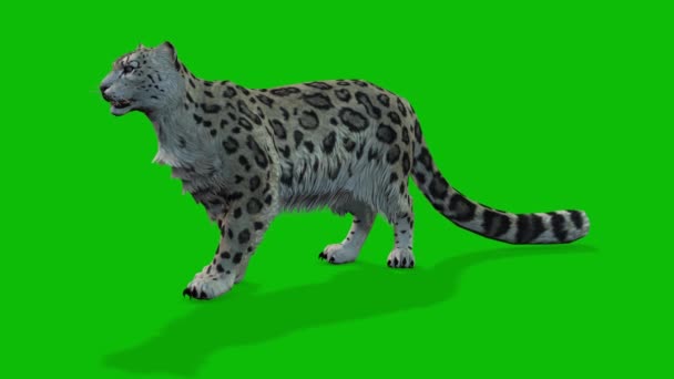 Leopard Greenscreen Video — Stock Video