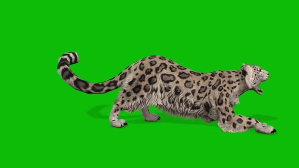 Леопард Зелений Екран Відео — стокове відео