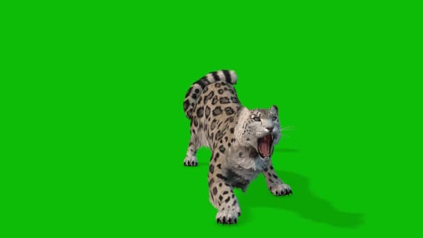 Vídeo Pantalla Verde Leopardo — Vídeos de Stock
