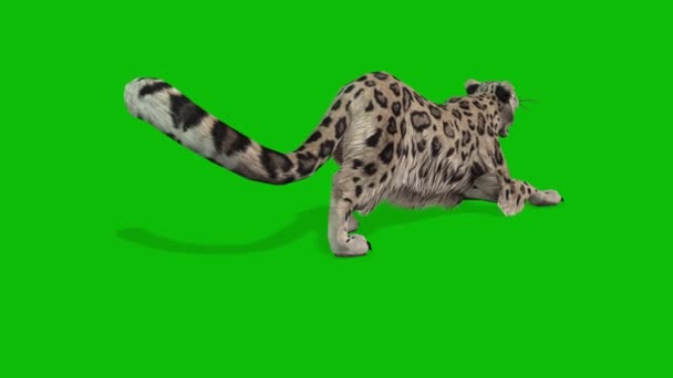 Vídeo Pantalla Verde Leopardo — Vídeo de stock