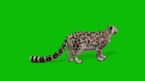 Leopard Greenscreen Video — Stockvideo