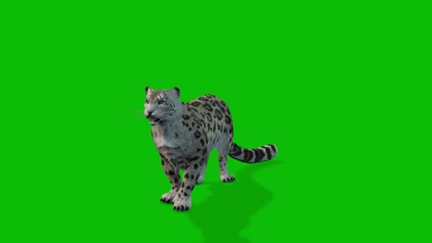 Leopardo Video Schermo Verde — Video Stock